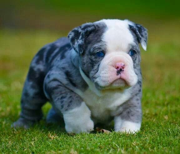 Blue English Bulldog| Everything You Need to Know