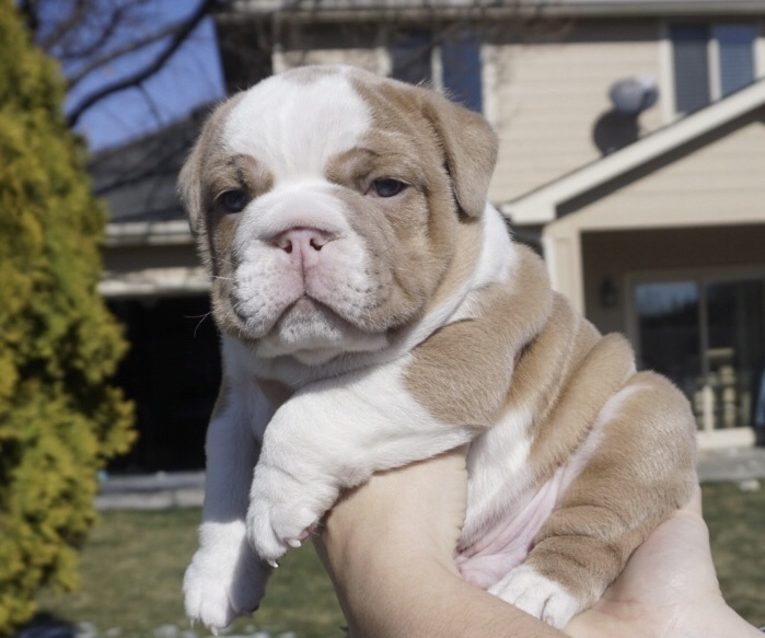 Lilac tricolor hot sale bulldog