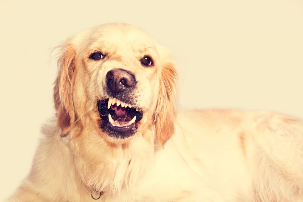 Dog Barks While Riding in the Car