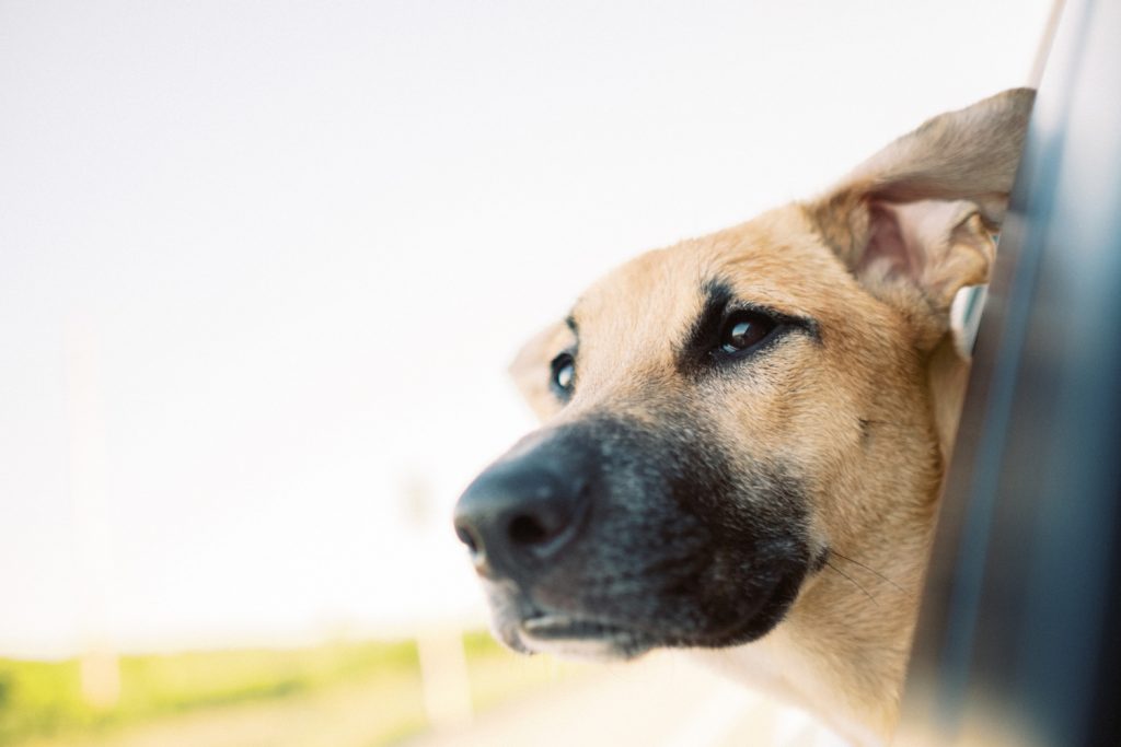 Why Does My Dog Drool in the Car?