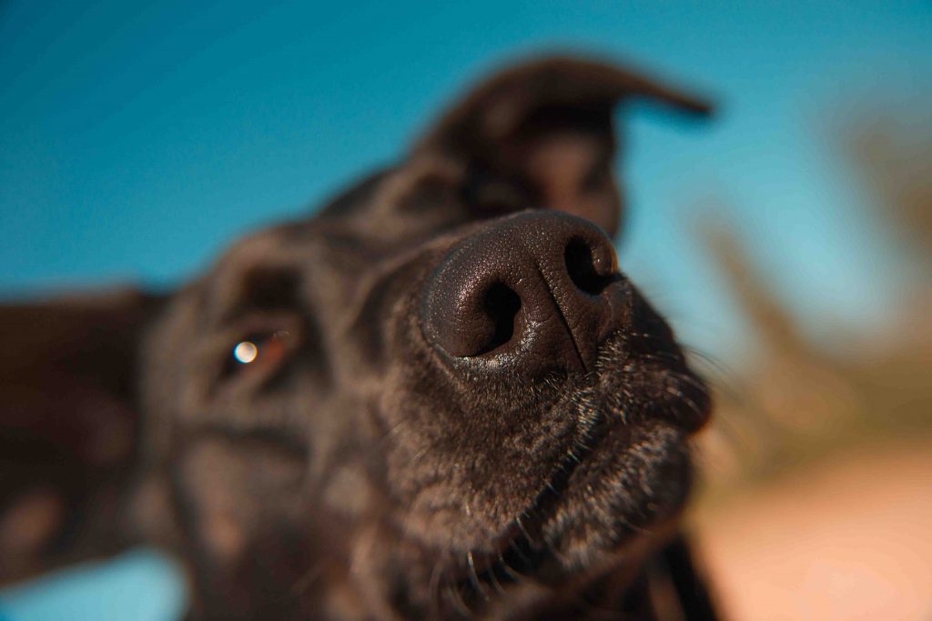 What Does it Mean When Your Dog’s Nose Is Dry?