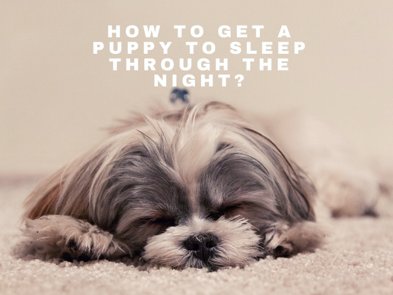 how-to-get-a-puppy-to-sleep-through-the-night-doggyhug