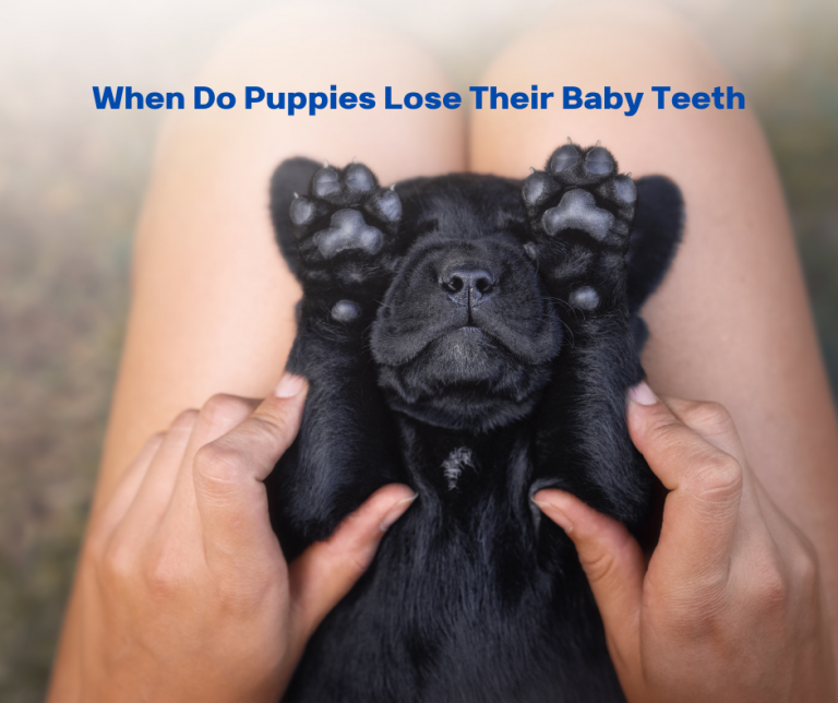 when-do-puppies-lose-their-baby-teeth-doggyhug