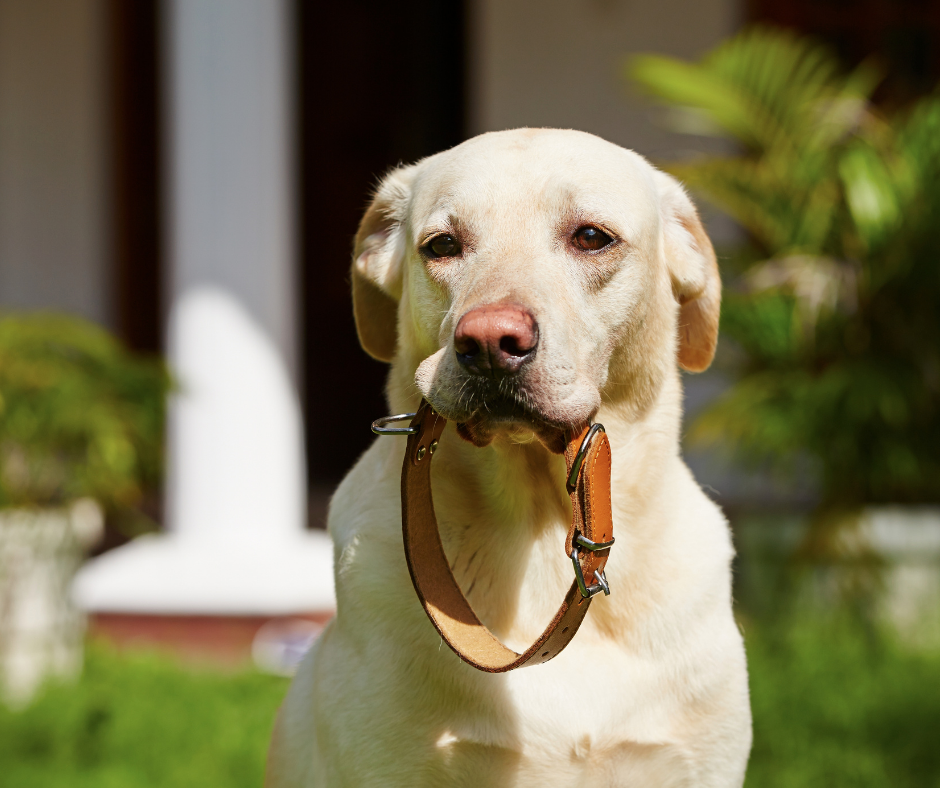 How to Train a Dog with a Shock Collar