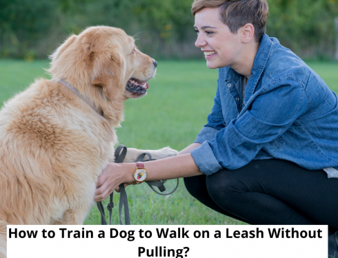 How to Train a Dog to Walk on a Leash Without Pulling?
