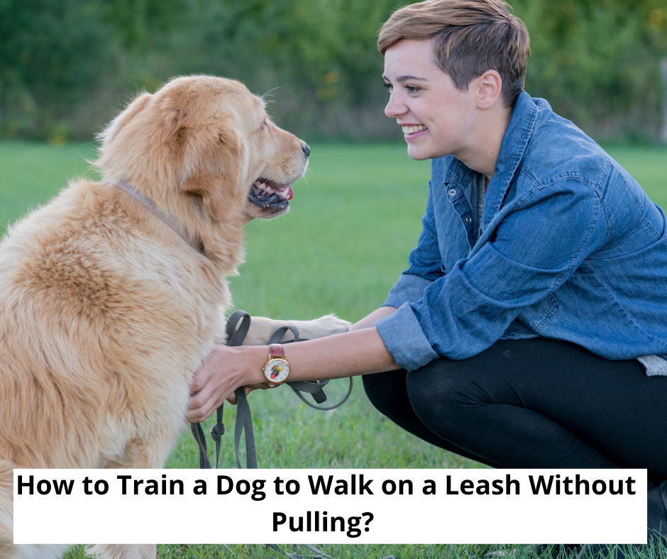 How to Train a Dog to Walk on a Leash Without Pulling?