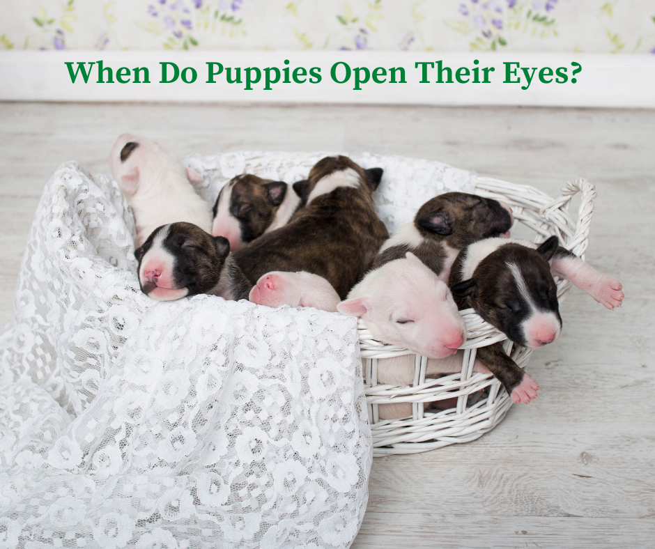 When Do Puppies Open Their Eyes?